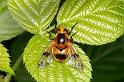 Volucella_inflata_D6136_Z_87_Les Gris_Frankrijk